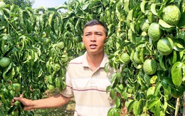 Rộ nạn phá hoại cà phê, chanh dây: Coi chừng tội nặng!