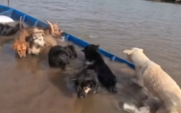 Titanic phiên bản 8 chú chó