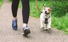 Công viên có thể làm lây bệnh nhiễm ký sinh trùng