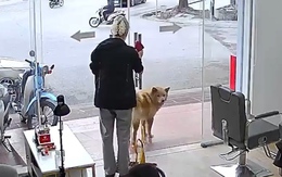 Chú chó cay cú khi bị đuổi về