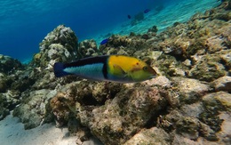 Sửng sốt khi thấy cá biết dùng công cụ đập vỏ trai