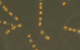 Hồi sinh tảo tiền sử sau 7.000 năm