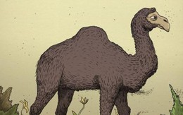 Người chủ của con lạc đà ở đâu?