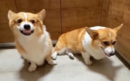 Chú chó bị ông chủ mắng vì giành ăn với đồng bọn