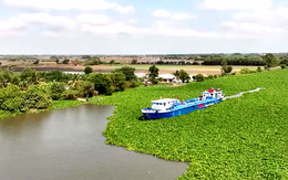 Đang tìm giải pháp xử lý lục bình trên sông Vàm Cỏ Đông