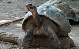 Cặp đôi rùa lần đầu làm cha mẹ ở tuổi gần 100