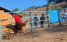 Chàng trai u đầu khi cưỡi bò