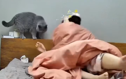 Cười sảng với âm mưu 'sát hại' chủ của chú mèo