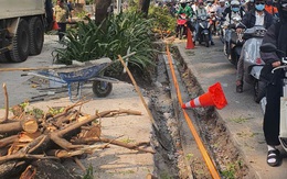 Xử lý nhà thầu xâm hại cây xanh tại quận 1 vì 'chặt rễ cây khi chưa được cấp phép'