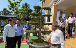 Trồng mai nu chiếu thủy mỗi hộ thu lợi nhuận hơn 400 triệu đồng