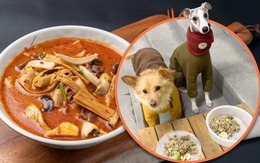 Lẩu cay cho những chú chó, nên hay không nên?