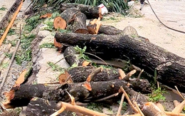 UBND TP.HCM chỉ đạo xử lý nghiêm nhà thầu, đơn vị thi công vi phạm bảo vệ cây xanh