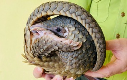 Giải cứu tê tê quý hiếm mắc lưới bên đường