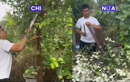 Nỗi lòng của cô gái mua cây táo Thái trên mạng