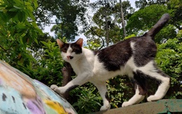 Một người ở Bình Thuận tử vong nghi bệnh dại, do mèo hoang cắn