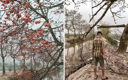 Cây gạo đang nở đẹp ở Hà Nam bị chặt không thương tiếc sau khi việc đòi thu phí chụp ảnh bị 'phốt'