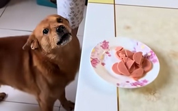 Chú chó tức run người khi bị cậu chủ đổ oan