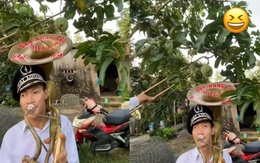 Cười sảng với hai thanh niên dùng kèn tây hái trộm xoài
