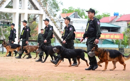 Khi cảnh khuyển 'về hưu'