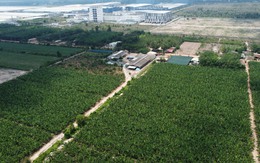 Vườn chuối 50 tỉ của ‘vua chuối’ Út Huy sắp bị thi hành án: Rút kháng nghị có đủ cơ sở?