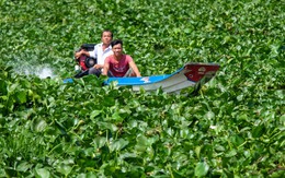 Vật lộn với lục bình trên sông Vàm Cỏ Đông