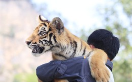 'Tuýt còi' khu du lịch để khách tiếp xúc trực tiếp hổ 'đại sứ'