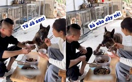 Cười xỉu với chú chó xin ăn