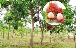 Video hài nhất tuần qua: Mua giống chôm chôm trên mạng về trồng thành cây xà cừ