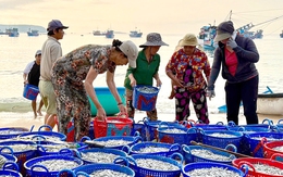 Được mùa cá cơm, người dân Phú Yên chế biến đủ loại từ hấp đến làm mắm