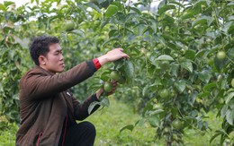 Ký nghị định thư xuất khẩu ớt, chanh leo, tổ yến sang Trung Quốc