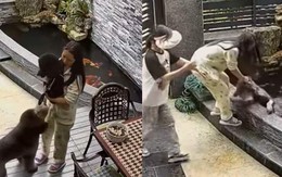 Yêu thương không đều, chú chó cho sen trả giá bằng một tiếng sấy lông