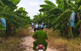 Khảo sát thi hành án tại vườn chuối 50 tỉ của 'vua chuối' Út Huy, mảnh đất dùng dằng nhiều vụ án