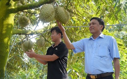 Sầu riêng rớt giá, thương lái vừa gom hàng vừa lo