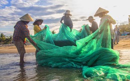 Ngư dân Đà Nẵng kéo lưới 'rùng', cá lên tươi rói khách tranh nhau mua tận tay