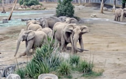 Đàn voi tạo vòng tròn bảo vệ voi con trong động đất 5,2 độ tại California