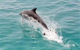 Google phát triển mô hình AI để con người nói chuyện với cá heo