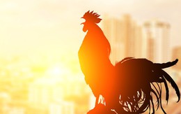 Vì sao gà gáy lúc bình minh?