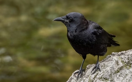 Quạ đen gây sốc vì thể hiện khả năng hình học chỉ có ở người