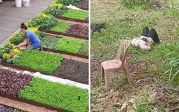 Ảnh vui 17-4: Bỏ phố về quê theo ước mơ và thực tế