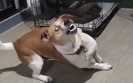 Hóa ra đây mới là 'túy quyền' trong truyền thuyết