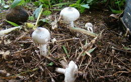 Vợ tử vong, chồng hôn mê sau bữa cơm canh nấm rừng