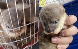 Nuôi động vật hoang dã làm thú cưng: Coi chừng phạm luật