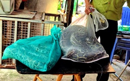 Nuôi động vật hoang dã làm thú cưng: Hàng càng 'độc lạ' càng dễ lãnh án