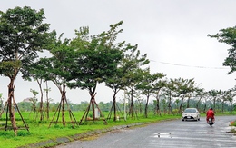 Khai trừ Đảng 9 giám đốc ban quản lý liên quan đến đại án cây xanh Công Minh