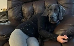 Những bức ảnh đánh lừa thị giác siêu hài (P3)