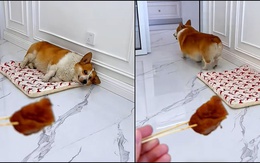 Chú chó tức giận khi sen không hiểu ý mình