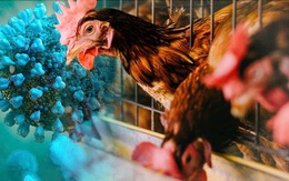 TP.HCM phát hiện ca viêm não do vi rút cúm gia cầm H5N1 hiếm gặp