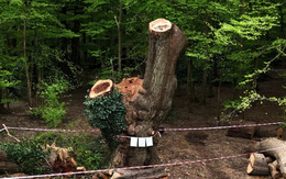 Chuỗi nhà hàng gây phẫn nộ vì chặt cây sồi 500 năm tuổi trên đất thuê