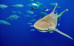 Cá mập 'kêu cứu' bằng âm thanh lạ