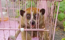 Thả cu li quý hiếm bắt được ở Thủ Đức cùng 23 động vật hoang dã về vườn quốc gia